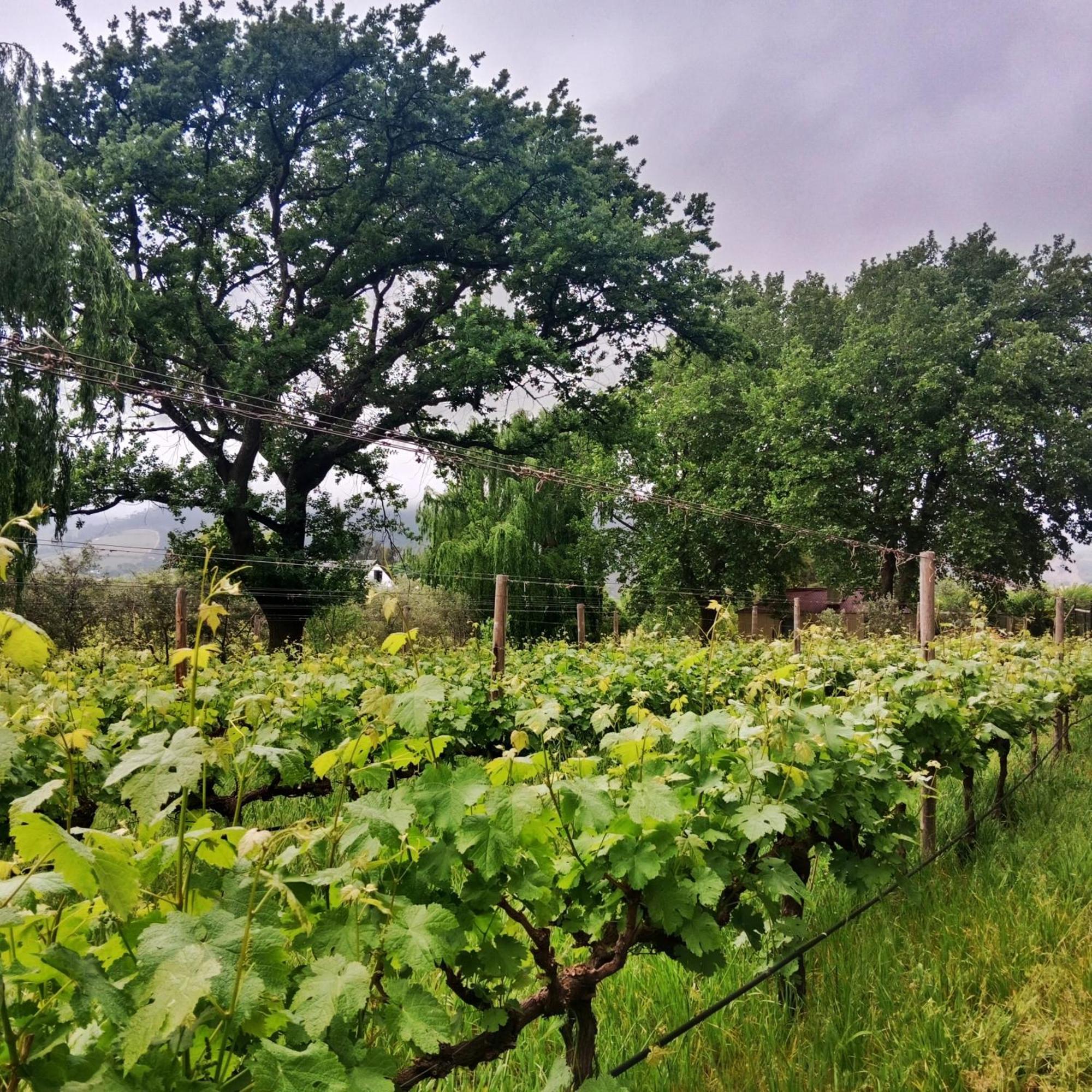 Cabernet Cottage Be Still And Know Франсгук Екстер'єр фото